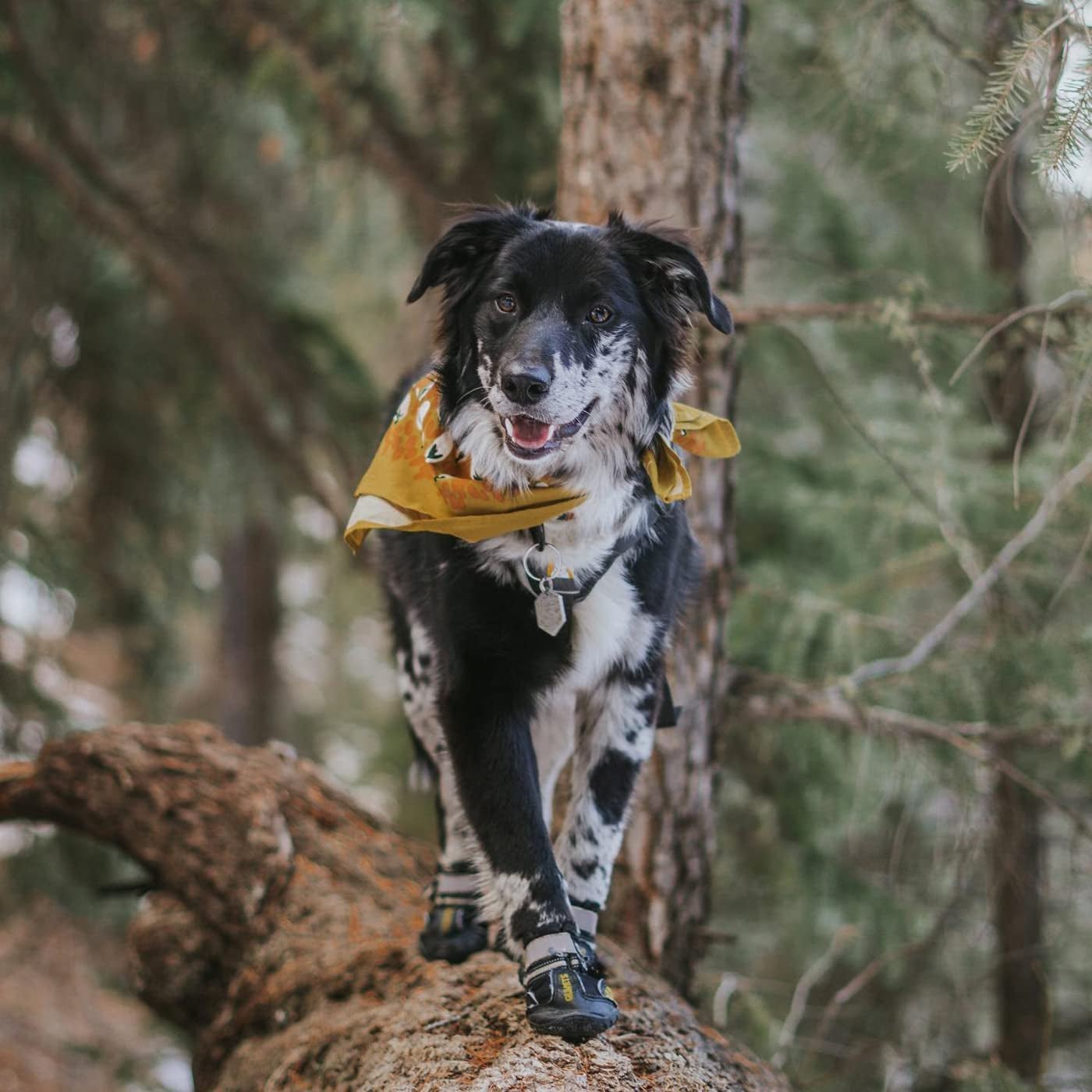 Dog Shoes for Hot Pavement, Dog Snow Boots & Paw Protectors for Winter
