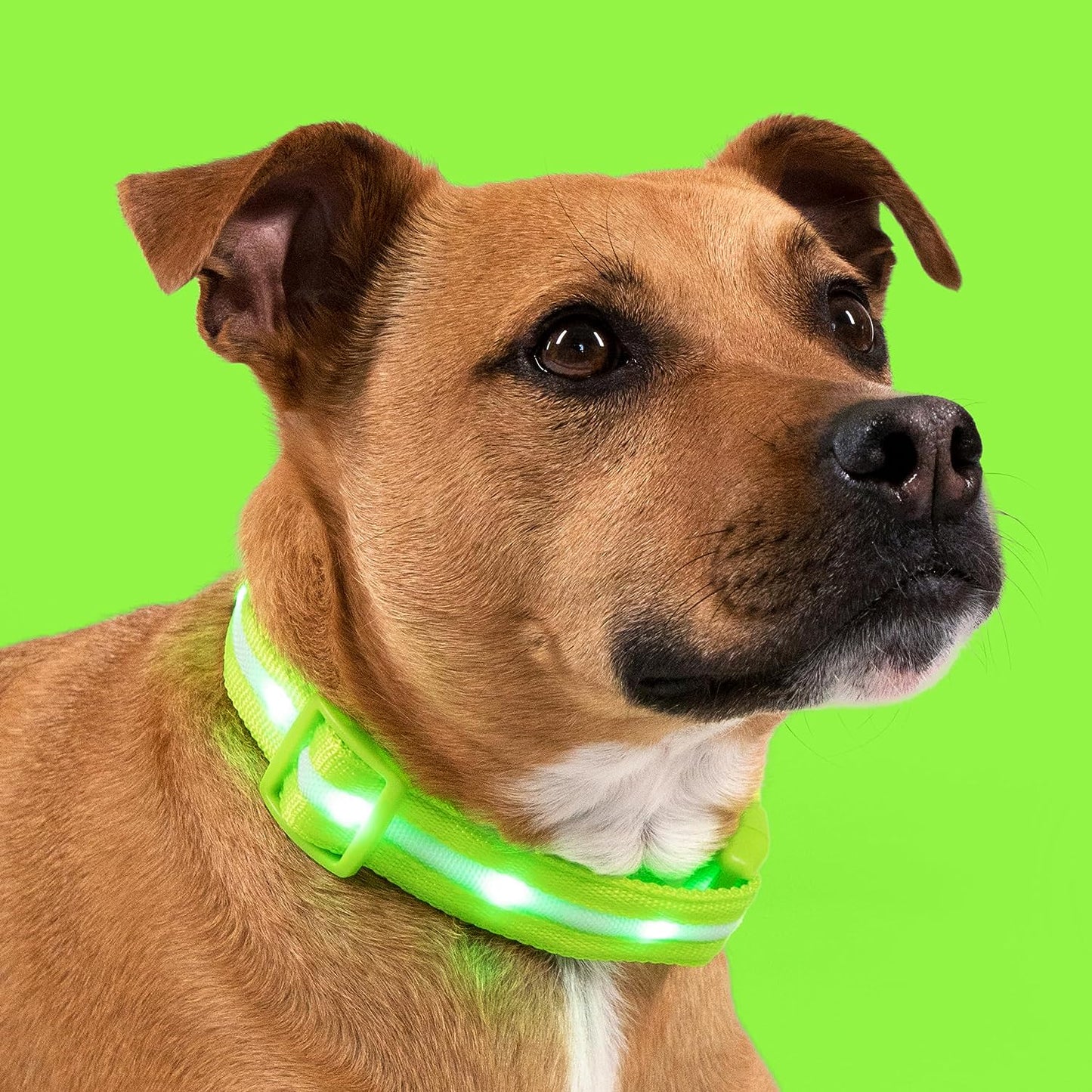 LED Dog Collar - Original USB Rechargeable and Waterproof Design - 1,000 Feet Visibility - Suitable for Small, Medium, and Large Dogs - Made in the USA